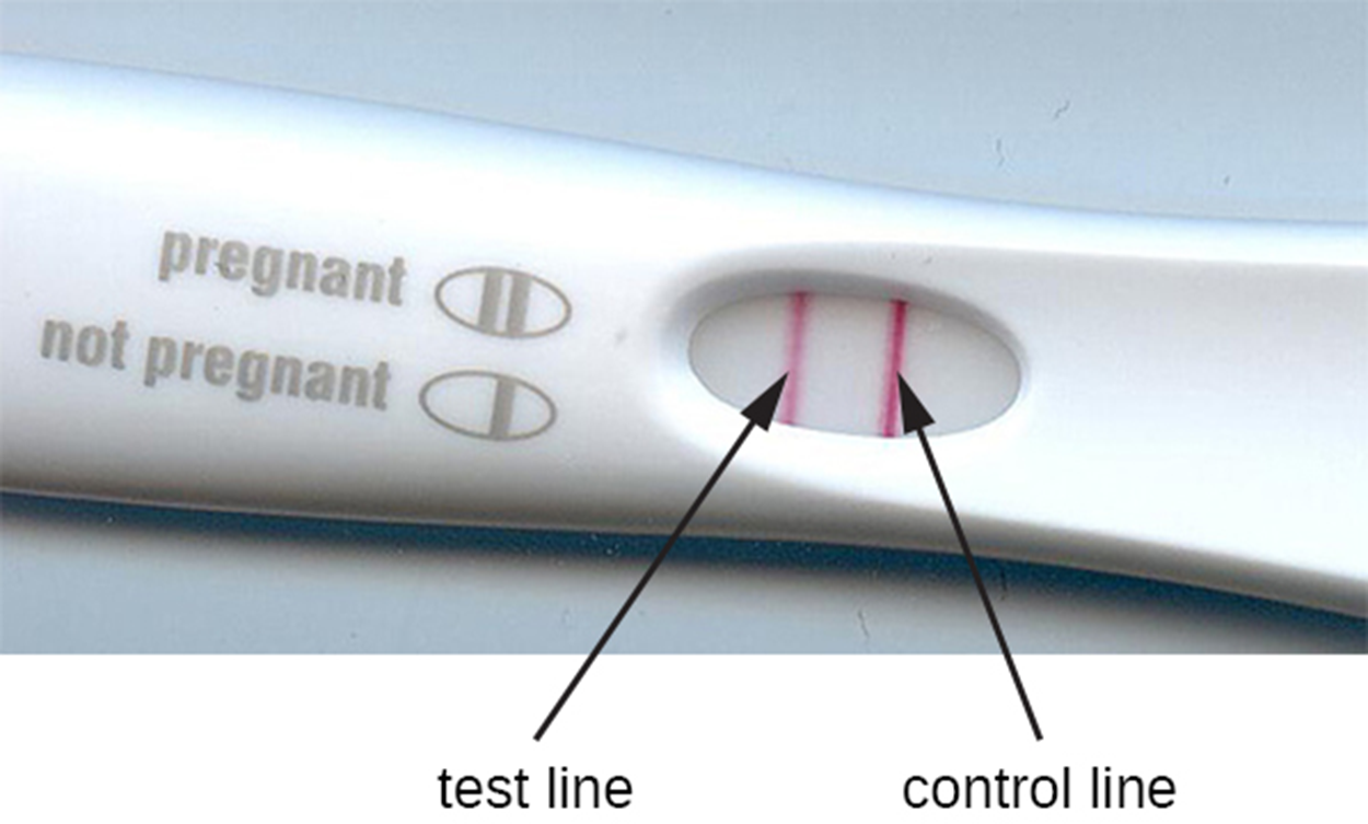 A pregnancy test stick with 2 red lines; one is labeled test line and the other is labeled control line. A key on the stick states that 2 lines mean pregnant and 1 line means not pregnant.