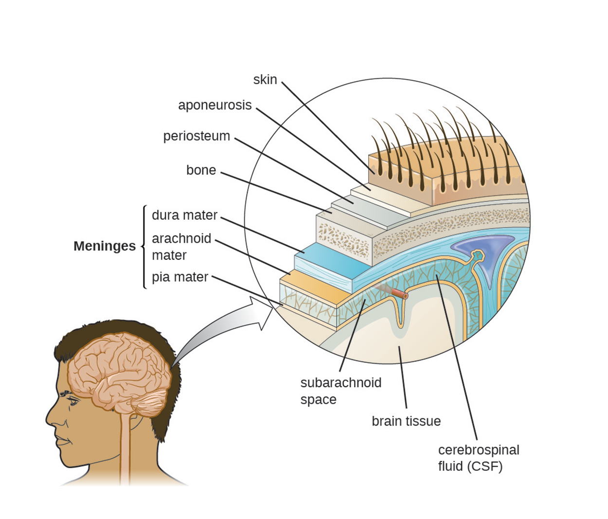 Diagram of layers around the brain. The pia mater is a thin covering that is on the surface of the brain. Around that is cerebrospinal fluid (CSF), a region that contains blood vessels. The arachnoid maintains this space. The dura mater is the next layer out and is thick. These three layers (dura mater, arachnoid, and pia mater) make up the meninges. The next layer out is bone. The next layer is a thin periosteum, then a thin aponeurosis, and finally skin.