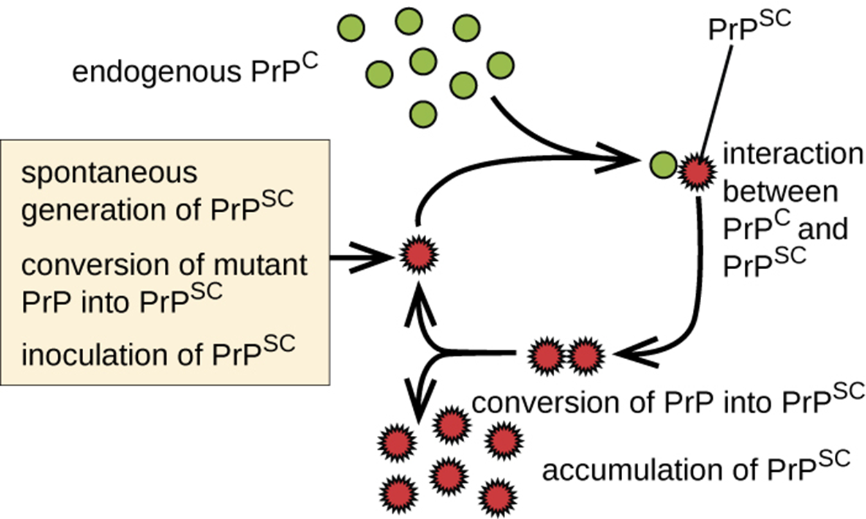 Endogenous, normally folded PrPC interacts with a mutant version of PrPSC. This converts PrPC into PrPSC. This leads to an accumulation of PRPSC. Each PRPSC can convert more PRPC. The options are: spontaneous generation of PRPSC, conversation of mutant PRP into PRPSC, and inoculation of PRPSC.