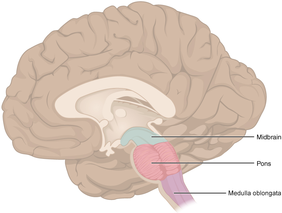 This figure shows the location of the midbrain, pons, and the medulla in the brain.
