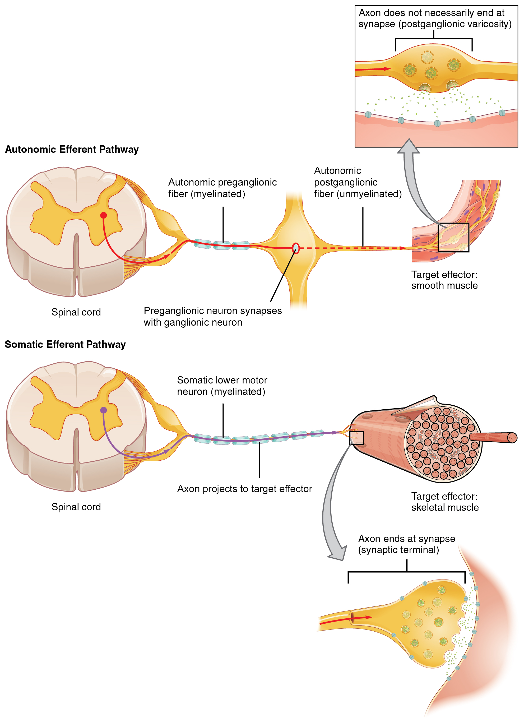 The top panel in this figure shows the autonomic efferent pathway. The spinal cord is shown on the left, and a myelinated axon is shown going from the spinal cord to the central neuron. An unmyelinated axon is shown going from the central neuron to the target effector. The bottom panel shows the somatic efferent pathway. The spinal cord is shown on the left, and a myelinated axon is shown going from the spinal cord to the target effector director. In both cases, magnified images show the synapses.