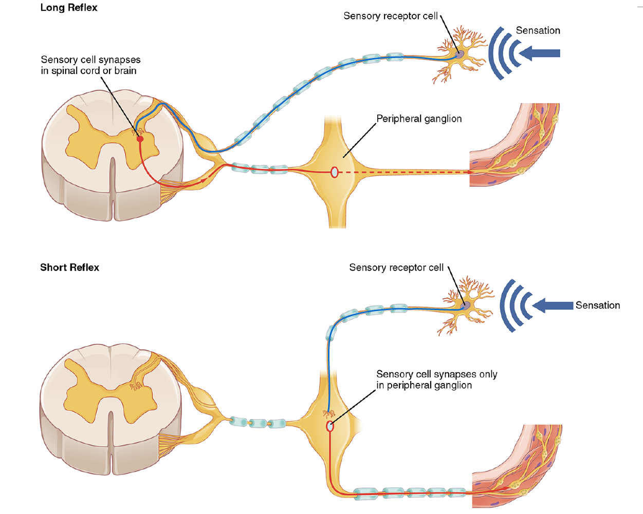 The top panel in this figure shows a long reflex, where the spinal cord is connected to the sensory receptor cell and the peripheral ganglion. The bottom panel shows a short reflex, where the sensory receptor cell is directly connected to the peripheral ganglion.