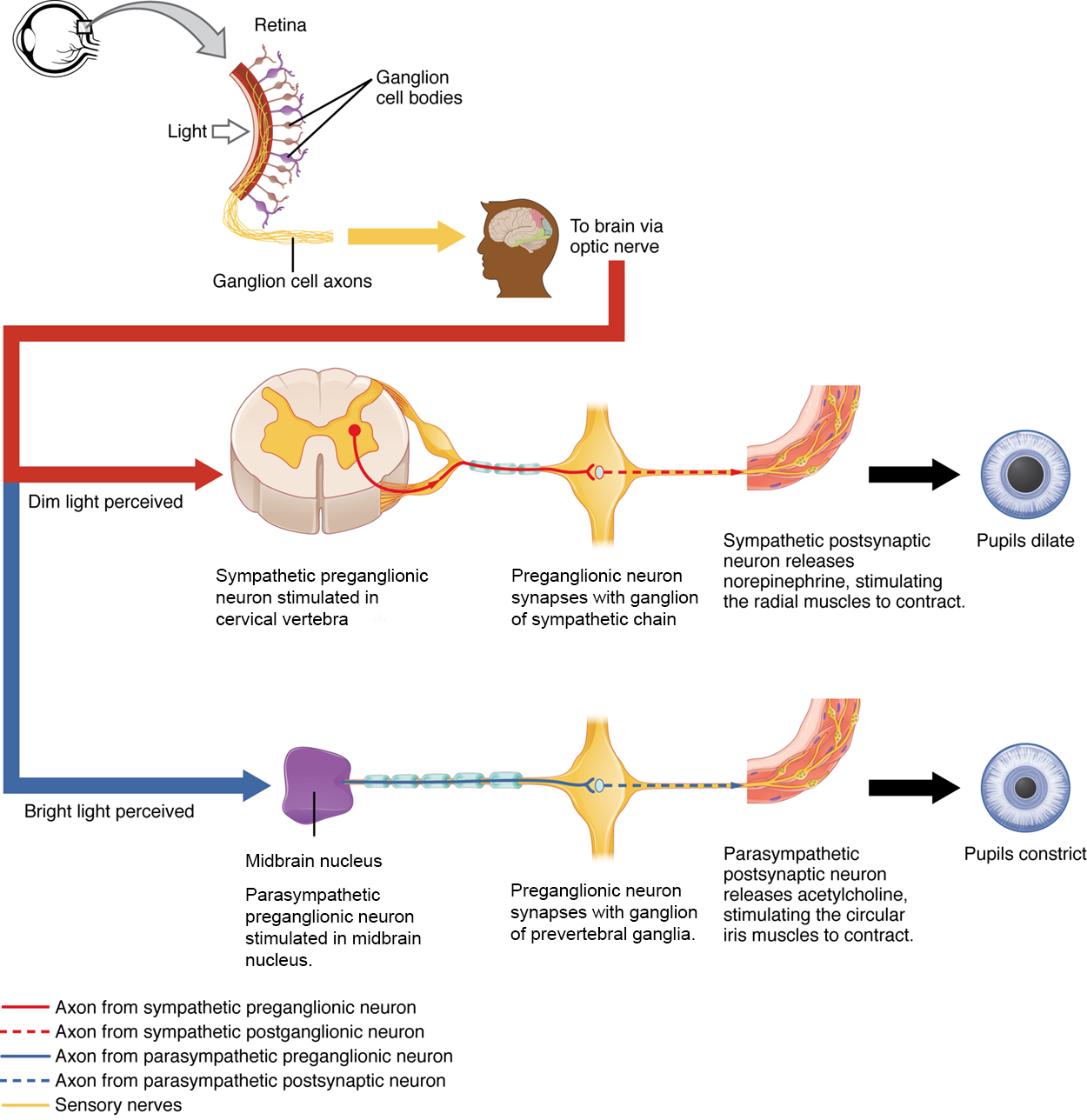 This diagram shows how the size of pupils is regulated. The top level of this image shows an eye and the axons going to the brain via the optic nerve. The second level shows the effects of dim light, which results in pupils dilating. The third level shows the effect of bright light, which results in pupils constricting.
