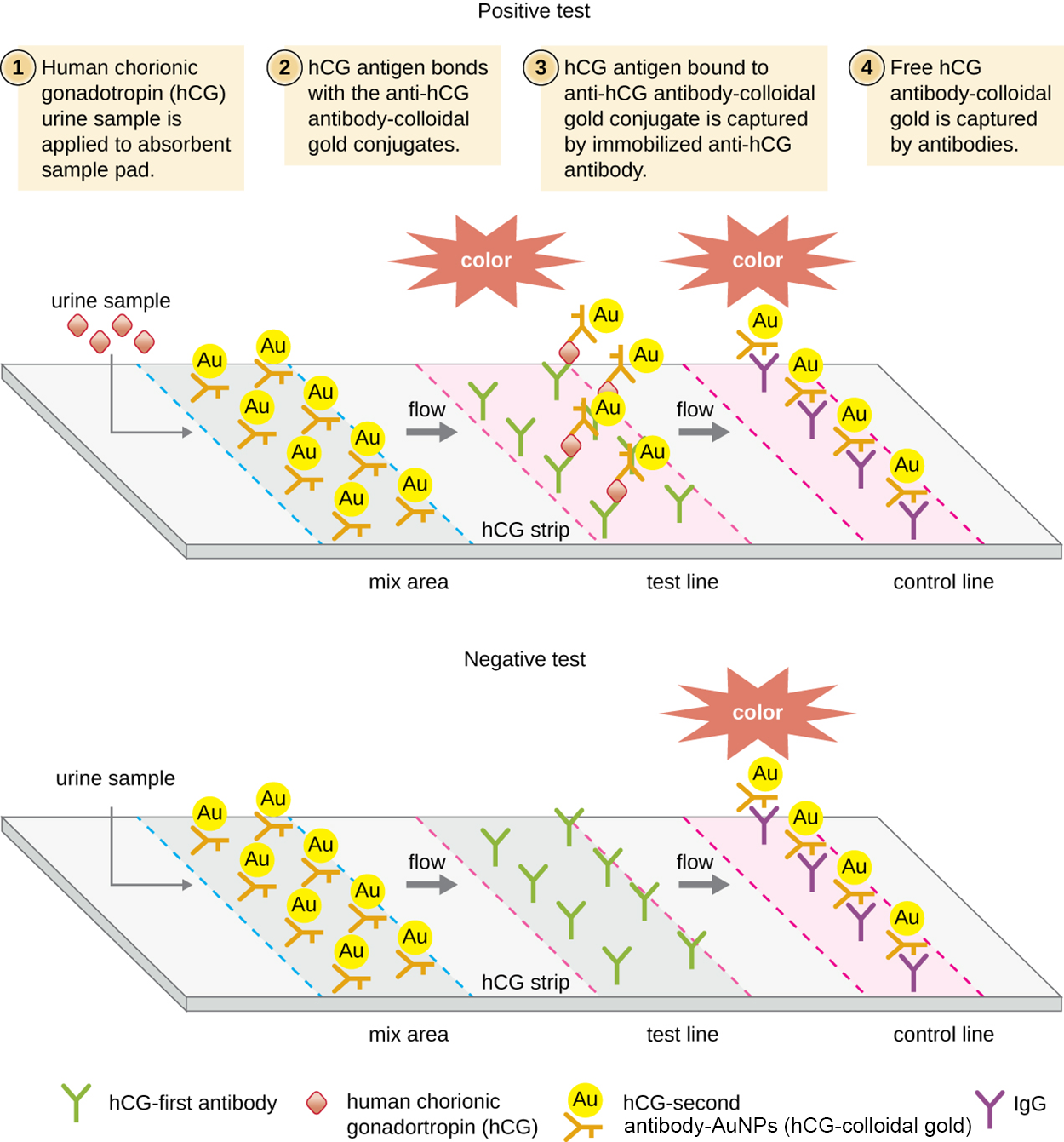 A diagram showing the lateral flow test of a urine sample. The top panel shows a positive test and the bottom shows a negative test. In both a urine sample is added; in the positive sample, there are antigens present. The label reads hCG urine sample is applied to the absorbent sample pad. In both cases, the urine sample flows across the test area. The first region is a mix area that contains hCG-second antibody-AuNPs (hCG-colloidal gold). These then flow across the hCG strip in both samples. Next, we reach the test line. Here there are antibodies that bind the antigens in the positive sample but bind nothing in the negative sample. In the positive sample, the hCG-colloidal gold also binds to the antigen, forming an antibody sandwich around the antigen. The presence of the hCG-colloidal gold causes a color change here in the positive sample but not in the negative sample. Finally, the control line contains antibodies that bind the hCG-colloidal gold directly; so these bind in both the positive and negative samples. The control line turns color in both.