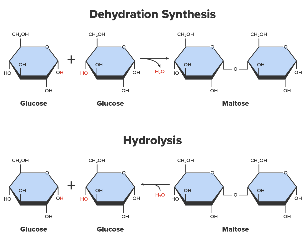 Top panel shows Dehydration synthesis, where monosaccharides being joined into disaccharides as water is removed. The bottom panel shows hydrolysis of a disaccharide into monosaccharides with the addition of water