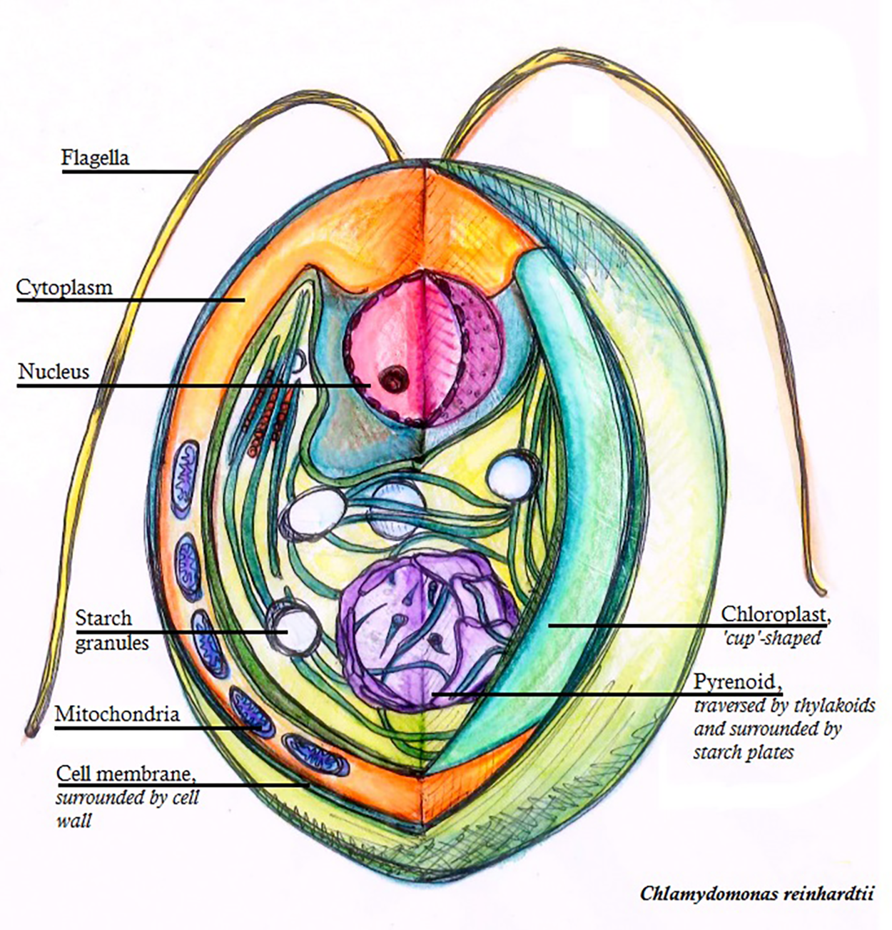 A slightly oval algal cell has an outer cell wall surrounding its membrane. Two flagella curve upward from the top center. The front cut away to expose the interior structures. Within the cell membrane, there are mitochondria along the lower left side with cytoplasm filling this region and the rest of the region around the organelles. There is a large nucleus at the top center above an oval chloroplast separated by a membrane from the rest of the cell interior. Several white, spherical starch granules are visible across the chloroplast. The chloroplast has curved sides extending outward to the left and right. The chloroplast is labeled as “cup-shaped” and has an opening at the top with an open region of cytoplasm between the top portions, which curve down on each side to meet below the nucleus. At the bottom center of the chloroplast, there is an irregularly-shaped, roughly spherical structure labeled pyrenoid that contains thin membranous thylakoids. Accompanying text notes that the pyrenoid is surrounded by starch plates.