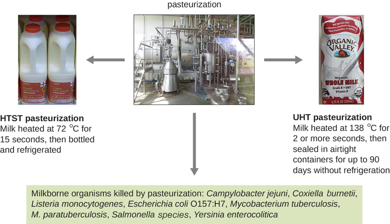 An image of a large pasteurization machine. To the left is HTST pasteurization where milk is heated at 72 degrees C for 15 seconds, then boiled and refrigerated. To the right is UHT pasteurization where milk is heated at 138 degrees C for 2 or more seconds, then sealed in airtight containers for up to 90 days without refrigeration. To the bottom is the following test: milk-borne organisms killed by pasteurization: Campylobacter jejuni, Coxiella burnetii, Listeria monocytogenes, Escherichia coli O157:H7, Mycobacterium tuberculosis, M. paratuberculosis, Salmonella spp., Yersinia enterocolitica.