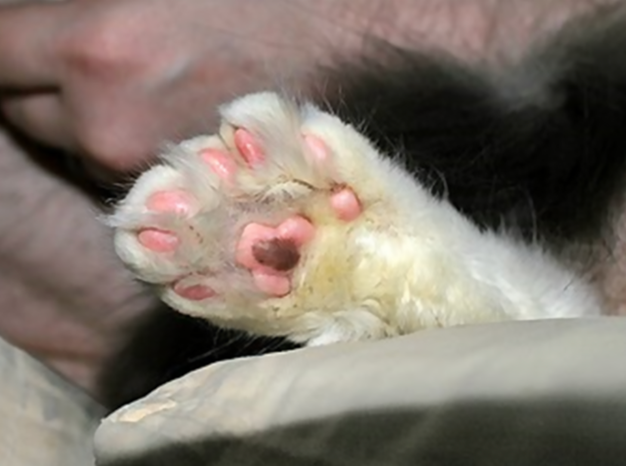 Polydactyly Presentation in Cats Showing More Than 5 Toes