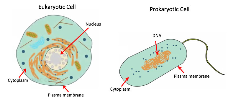 Eukaryotic and Prokaryotic Cells