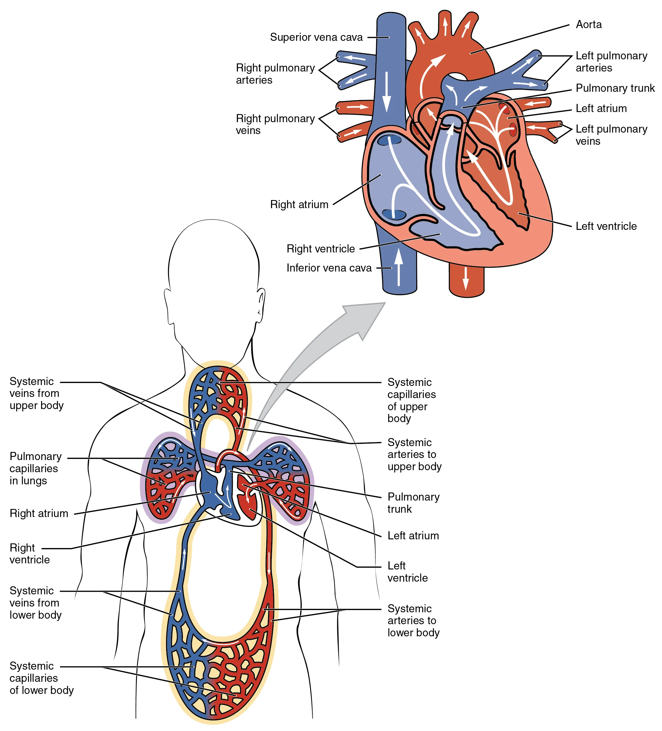 The top panel shows the human heart with the arteries and veins labeled. The bottom panel shows the human circulatory system.