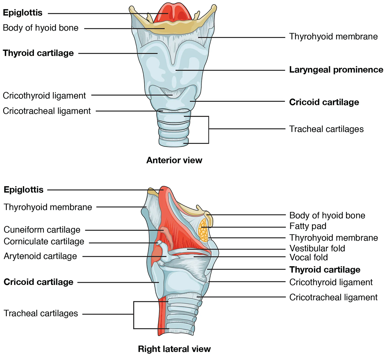 The top panel of this figure shows the anterior view of the larynx, and the bottom panel shows the right lateral view of the larynx.