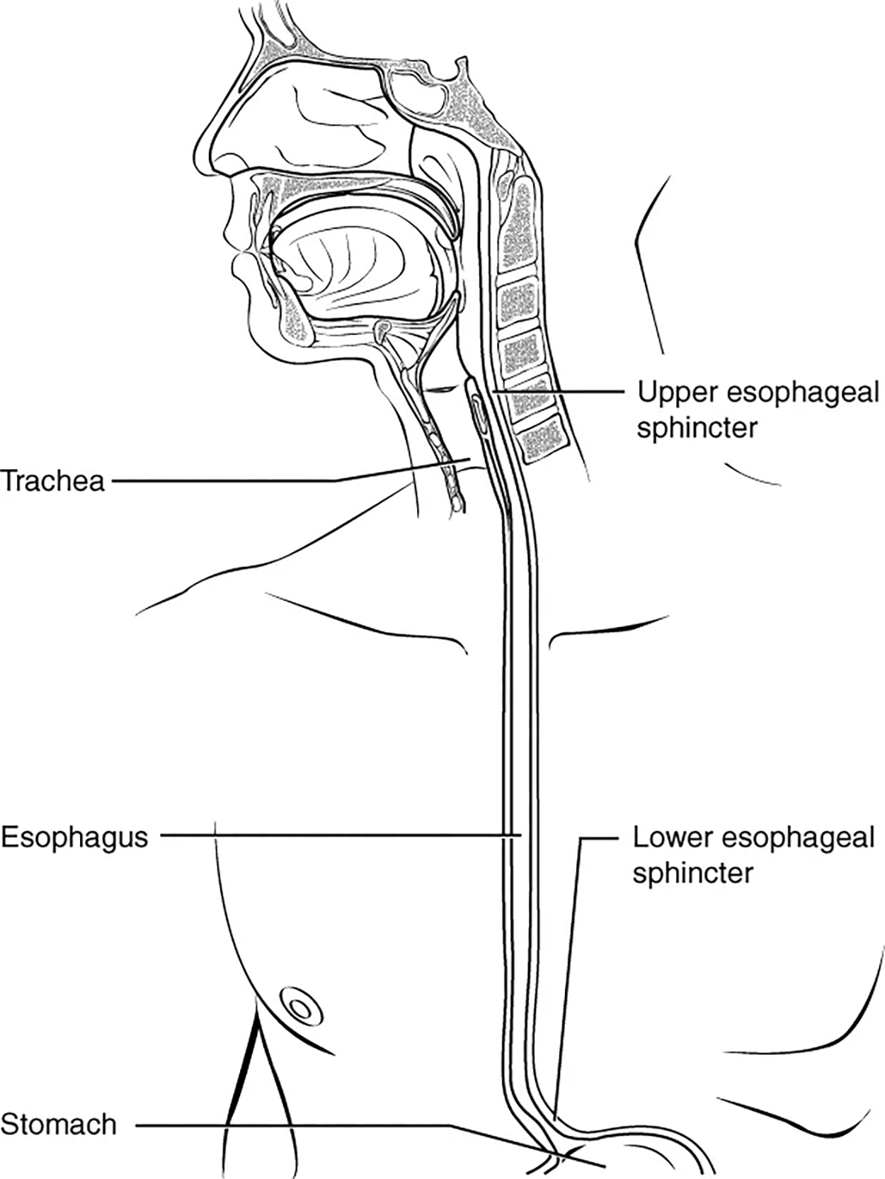 This diagram shows the esophagus, going from the mouth to the stomach. The upper and the lower esophageal sphincter are labeled.