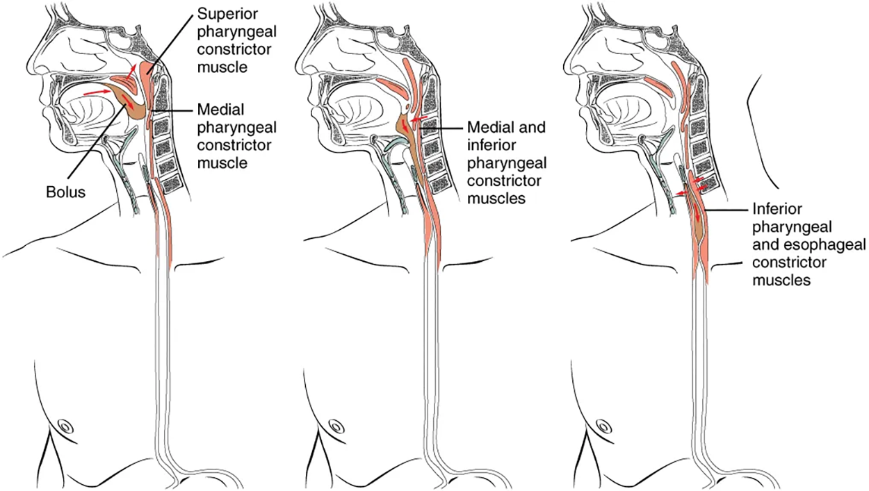 This figure shows the three different phases of deglutition. The left panel shows the voluntary phase, the middle panel shows the pharyngeal phase and the right panel shows the esophageal phase.