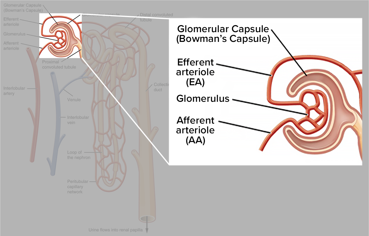 Illustration highlights the Bowman’s Capsule along with the efferent and afferent arterioles from the nephron.