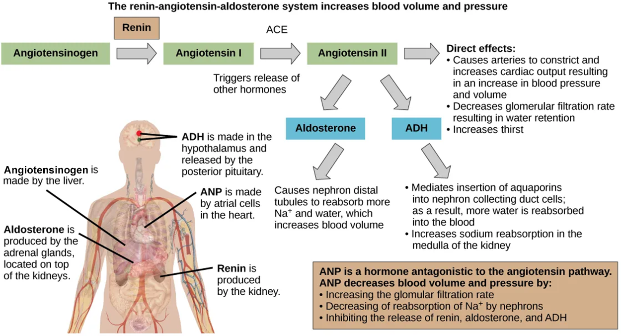 The renin-angiotensin-aldosterone pathway involves four hormones: renin, which is made in the kidney, angiotensin, which is made in the liver, aldosterone, which is made in the adrenal glands, and A D H, which is made in the hypothalamus and secreted by the posterior pituitary. The adrenal glands are located on top of the kidneys, and the hypothalamus and pituitary are in the brain. The pathway begins when renin converts angiotensinogen into angiotensin I. An enzyme called A C E then converts angiotensin I into angiotensin I I. Angiotensin I I has several direct effects. These include arterial constriction, which increases blood pressure, decreasing the glomerular filtration rate, which results in water retention, and increasing thirst. Angiotensin I I also triggers the release of two other hormones, aldosterone and A D H. Aldosterone causes nephron distal tubules to reabsorb more sodium and water, which increases blood volume. A D H moderates the insertion of aquaporins into the nephridial collecting ducts. As a result, more water is reabsorbed by the blood. A D H also causes arteries to constrict. The hormone A N P is antagonistic to the angiotensin pathway. A N P decreases blood pressure and volume by increasing the glomerulus filtration rate, increasing reabsorption of sodium ions by the nephron, and by inhibiting the release of renin from the kidney and aldosterone from the adrenal gland.