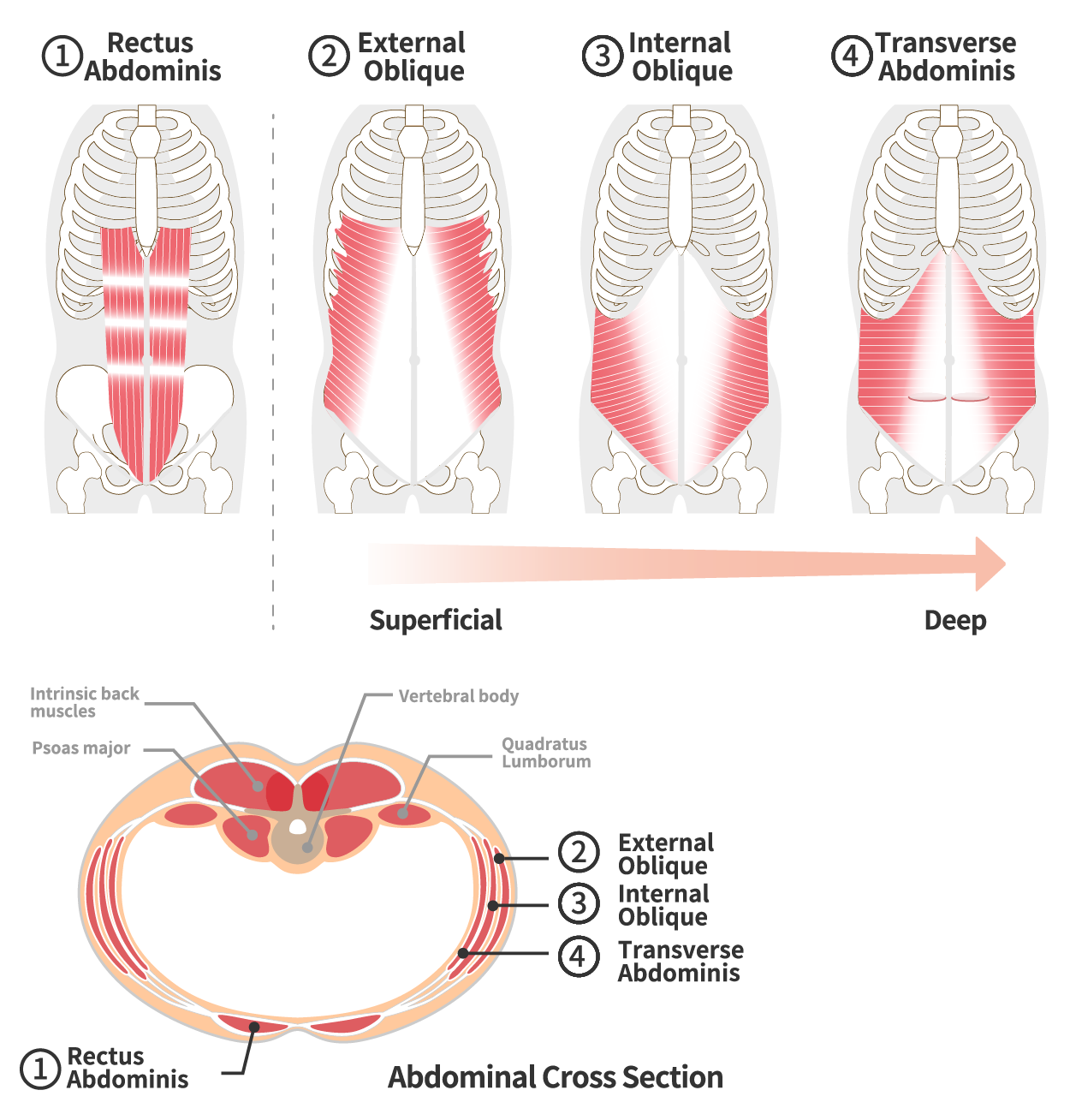 Depiction of the main core musculature of the body. Four top images show a human torso’s skeletal structure with a given core muscle superimposed over it in red. The first image shows the location of the rectus abdominus. The second image shows the location of the external obliques. The third image shows the location of the internal obliques. The fourth image shows the location of the transverse abdominus. An arrow under the four images is labeled “Superficial” and extends toward the right where it is labeled “Deep”. A second image underneath shows an abdominal cross section pointing out muscles and structures of the core: intrinsic back muscles, psoas major, vertebral body, quadratus lumborum, rectus abdominus, external oblique, internal oblique, and transverse abdominus.