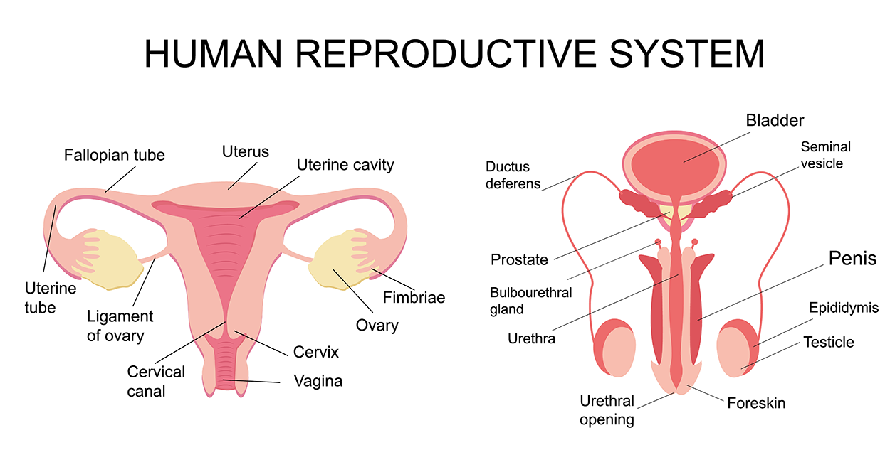 Illustration of female reproductive system on the left labels include; Uterus, Uterine cavity, Fimbriae, Ovary, Cervix, Vagina, Cervical canal, Ligament of the ovary, Uterine tube, and Fallopian tube.  Illustration on the right is the male reproductive system which labels out; Bladder, Seminal vesicle, Penis, Epididymis, Testicle, Foreskin, Urethral opening, Urethra, Bulbourethral gland, Prostate, and Ductus deferens.