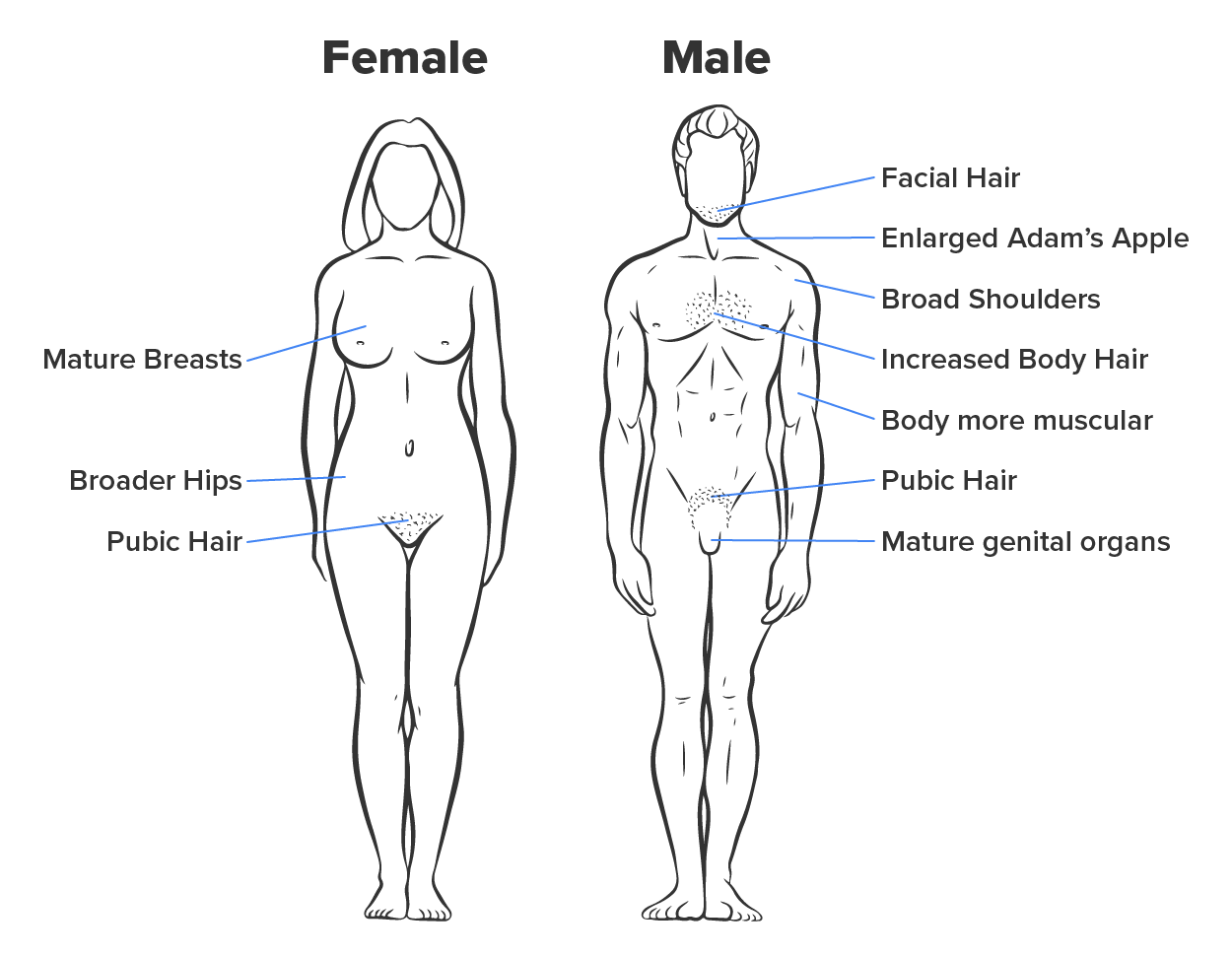 Shown on the left is the female with the following secondary sex characteristics labeled; mature breasts, broader hips, and public hair.  On the right is a male with the following secondary sex characteristics labeled; enlarged Adam’s apple, facial hair, broad shoulders, increased body hair, public hair, mature genital organs, and body more muscular.