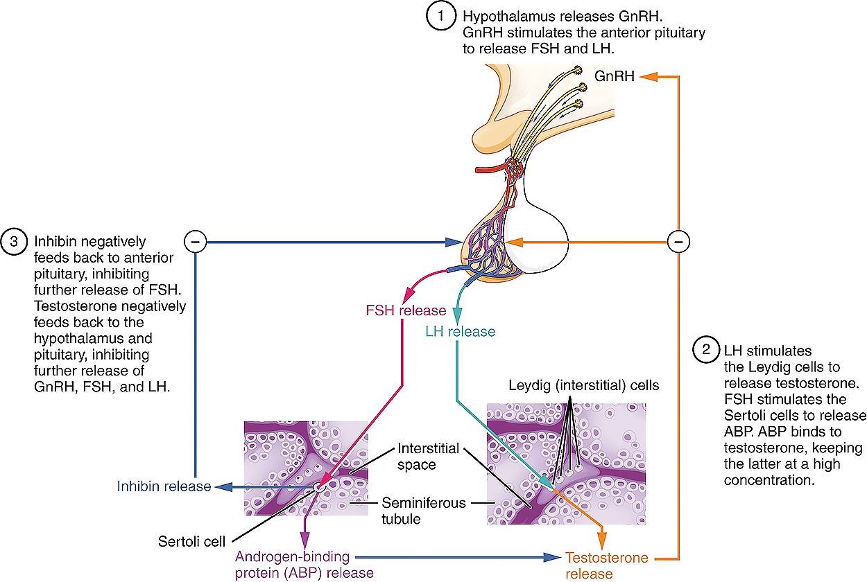 This figure shows the steps in the regulation of testosterone production. The top panel shows the hypothalamus and the bottom panel shows two micrographs. The left micrograph is that of Sertoli cells and the right micrograph is that of Leydig cells.