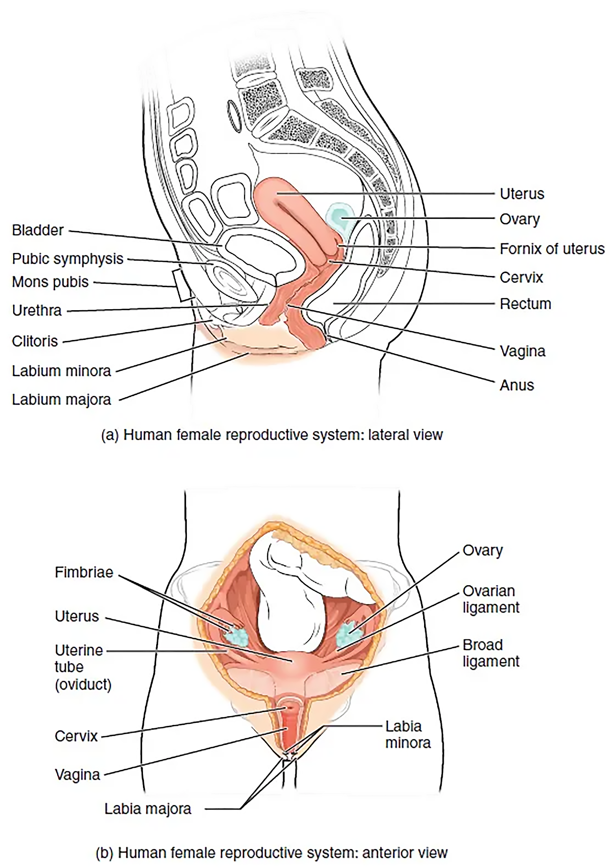 This figure shows the structure and the different organs in the female reproductive system. The top panel shows the lateral view and the bottom panel shows the anterior view.