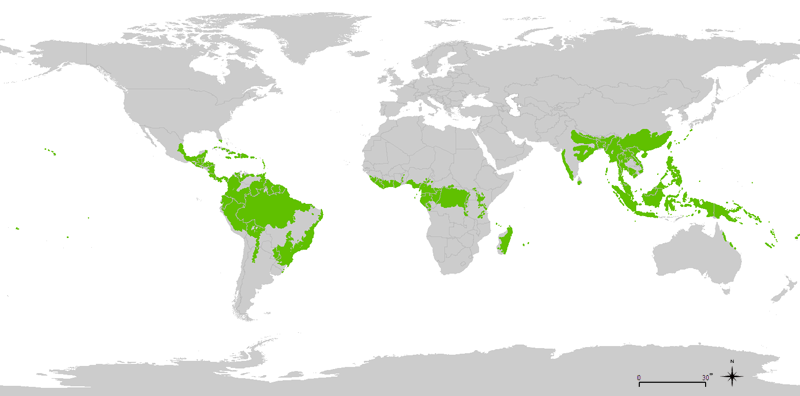 Tropical rainforest can be found in central america, the northern half of south america, central africa, indonesia, and southeast asia.