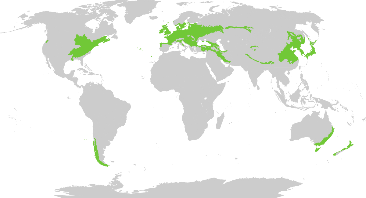 Temperate forests are found primarily in North America, Europe, Asia, and parts of Australia and South America