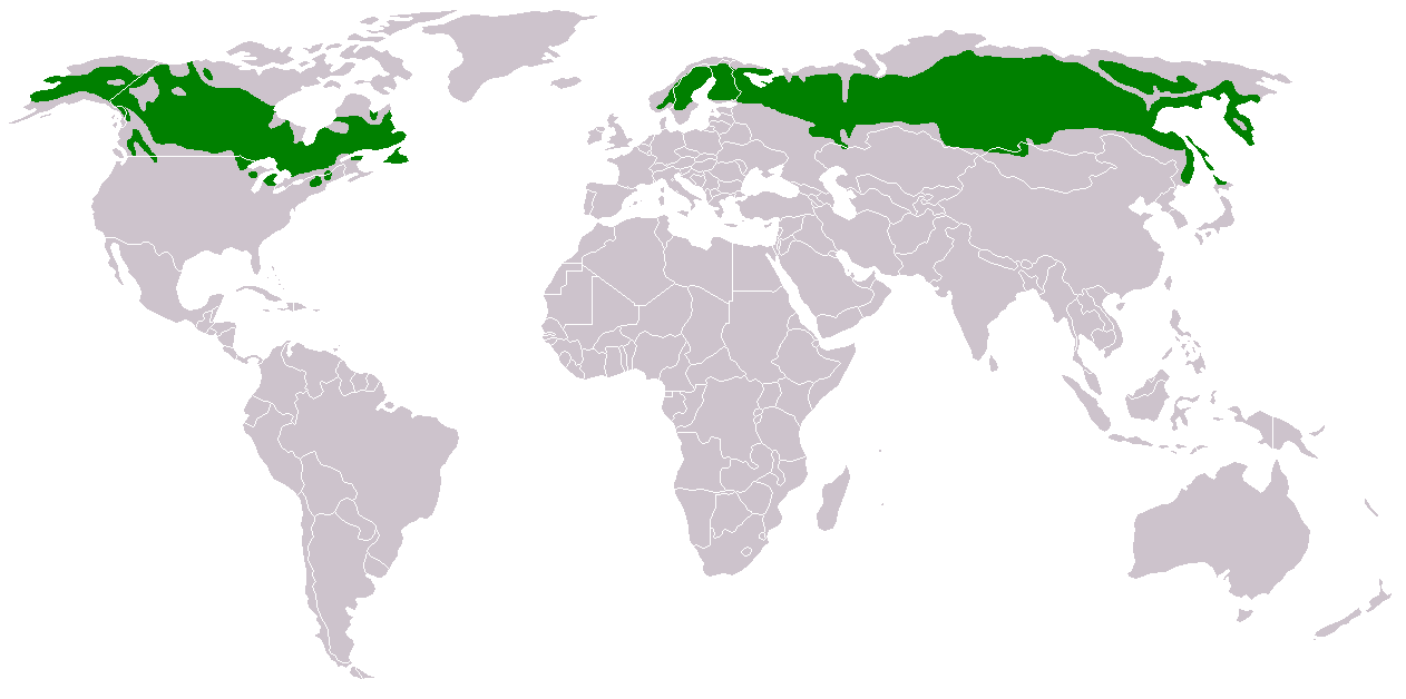 Taiga extends across the northern portions of Canada, Alaska, Russia, and Scandinavia