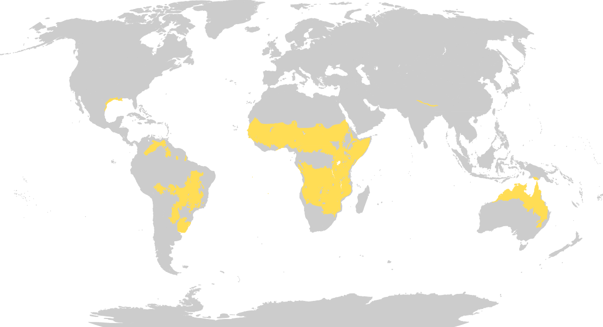 Grasslands are found primarily in South America, Africa, and Australia