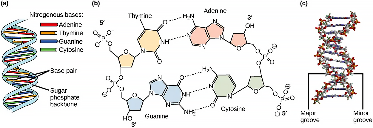 Part A shows an illustration of a D N A double helix, which has a sugar-phosphate backbone on the outside and nitrogenous base pairs on the inside. Part B shows base pairing between thymine and adenine, which form two hydrogen bonds, and between guanine and cytosine, which form three hydrogen bonds. Part C shows a molecular model of the D N A double helix. The outside of the helix alternates between wide gaps, called major grooves, and narrow gaps, called minor grooves.