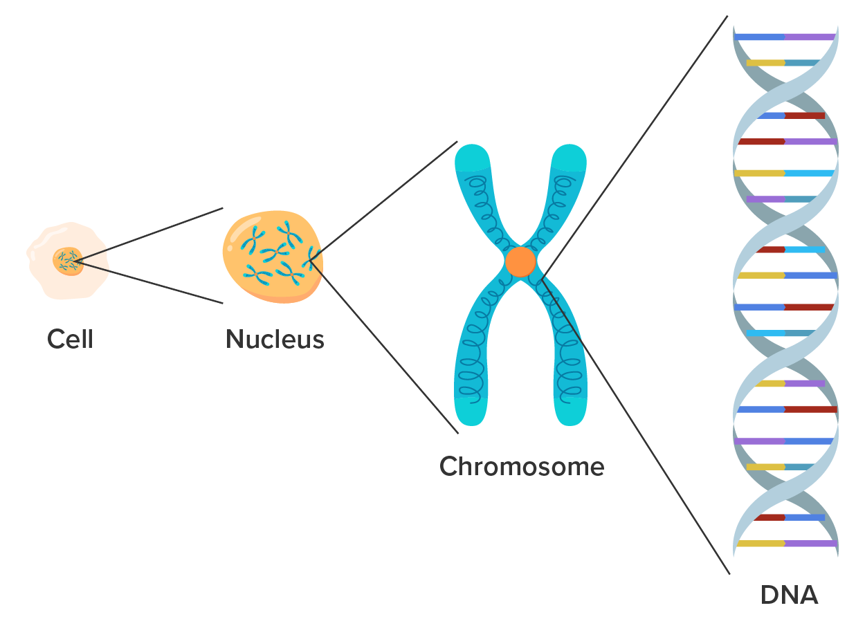 Illustration shows a cell on the left moving to the right into a nucleus which moves to the right to transform into a chromosome and then finally to the right as DNA.