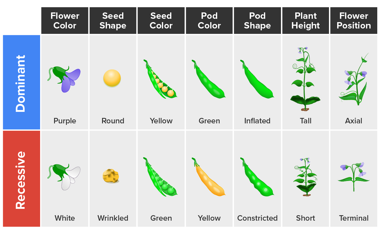 Chart with two rows listed as dominant and recessive along the top is characteristics of pea pods. Moving across the chart left to right. Flower color (purple is dominant and white is recessive), Seed shape (round is dominant and wrinkled is recessive), Seed color (yellow is dominant and green is recessive), Pod color (green is dominant and yellow is recessive), Pod shape (inflated is dominant and constricted is recessive), Plant height (tall is dominant and short is recessive), Flower position (axial is dominant and terminal is recessive).