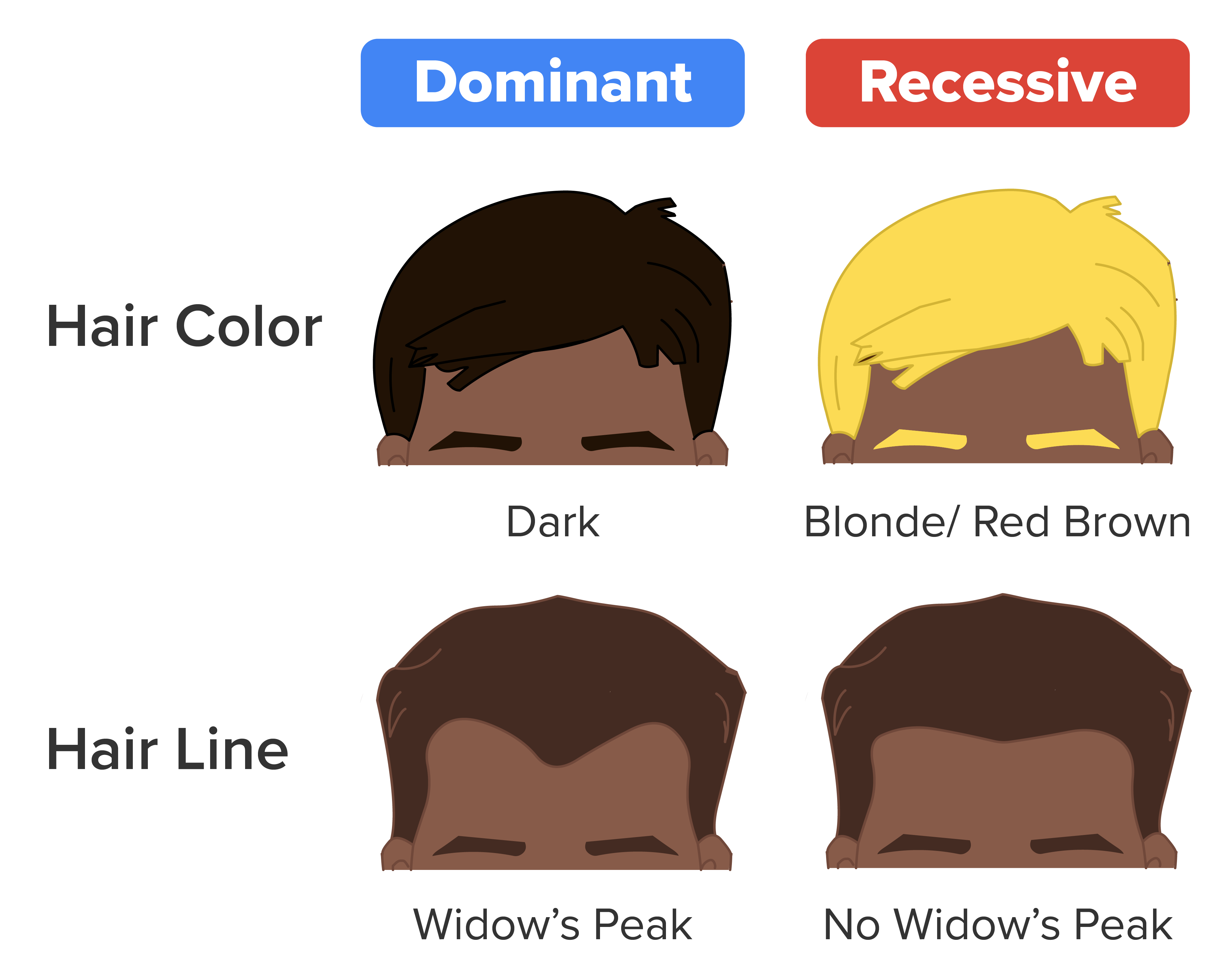 Examples include hair color (dark as dominant, blonde/red-brown as recessive) and hair line (widow’s peak as dominant, and no widow's peak as recessive).