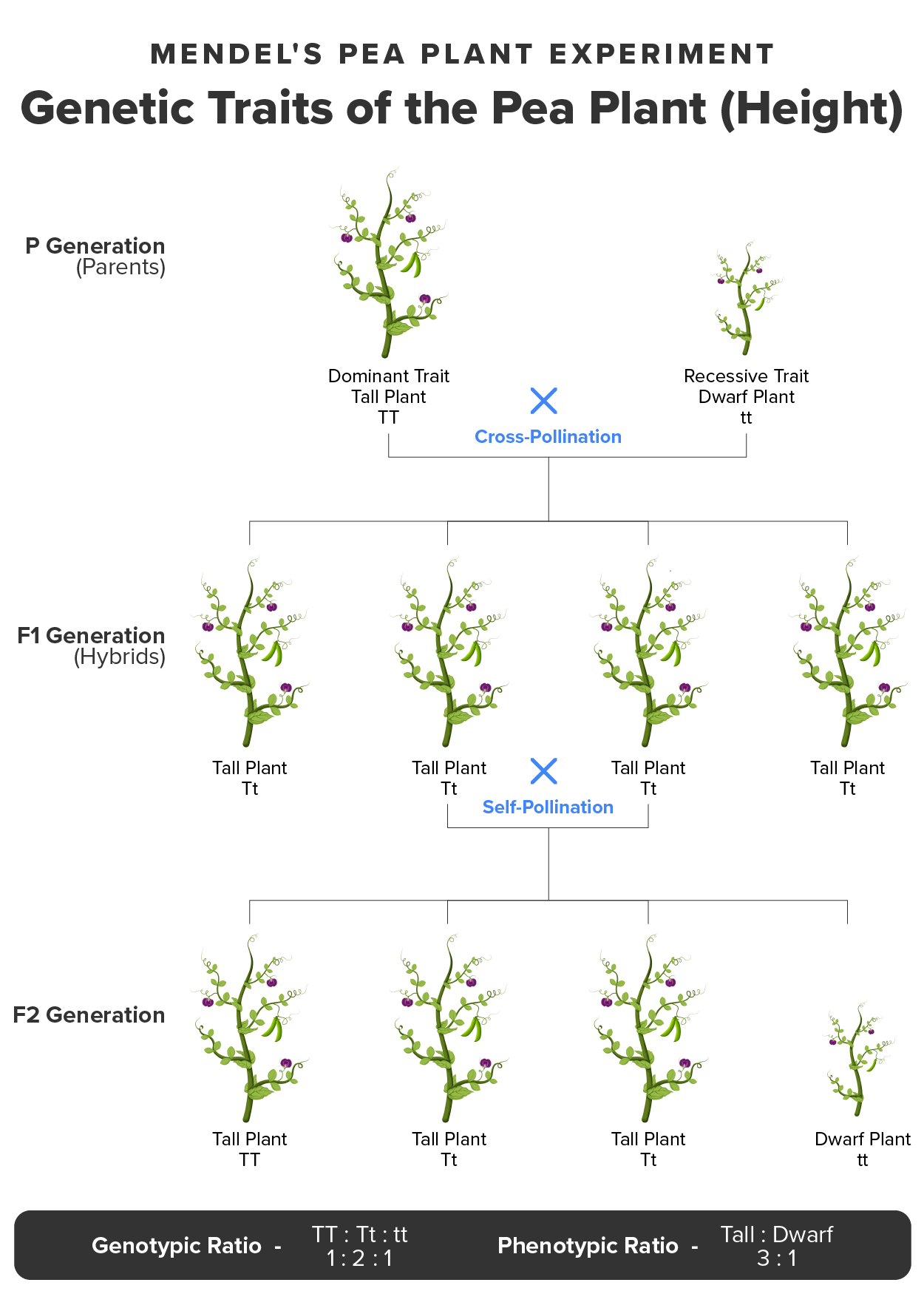 Tree structure of pea plants moving from P Generation (parents) to F1 Generation (Hybrids) to F2 Generation.