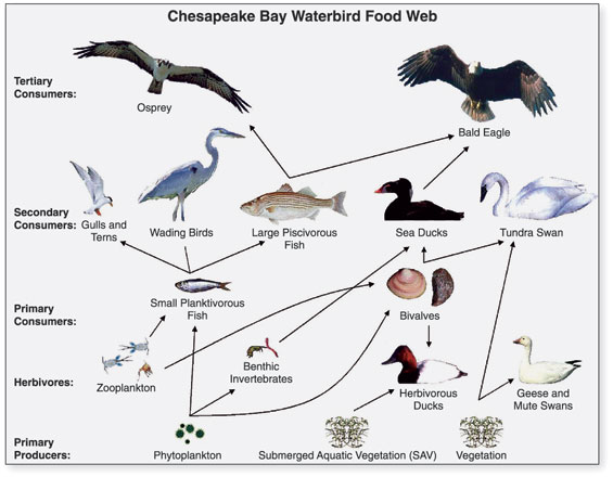 food webs describe the many interactions between organisms in an ecosystem and can become quite complex