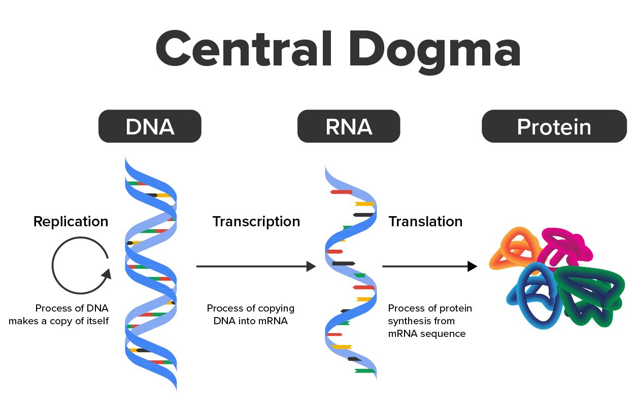 Biology diagram show concept of Central Dogma for RNA transcription and protein translation in cell