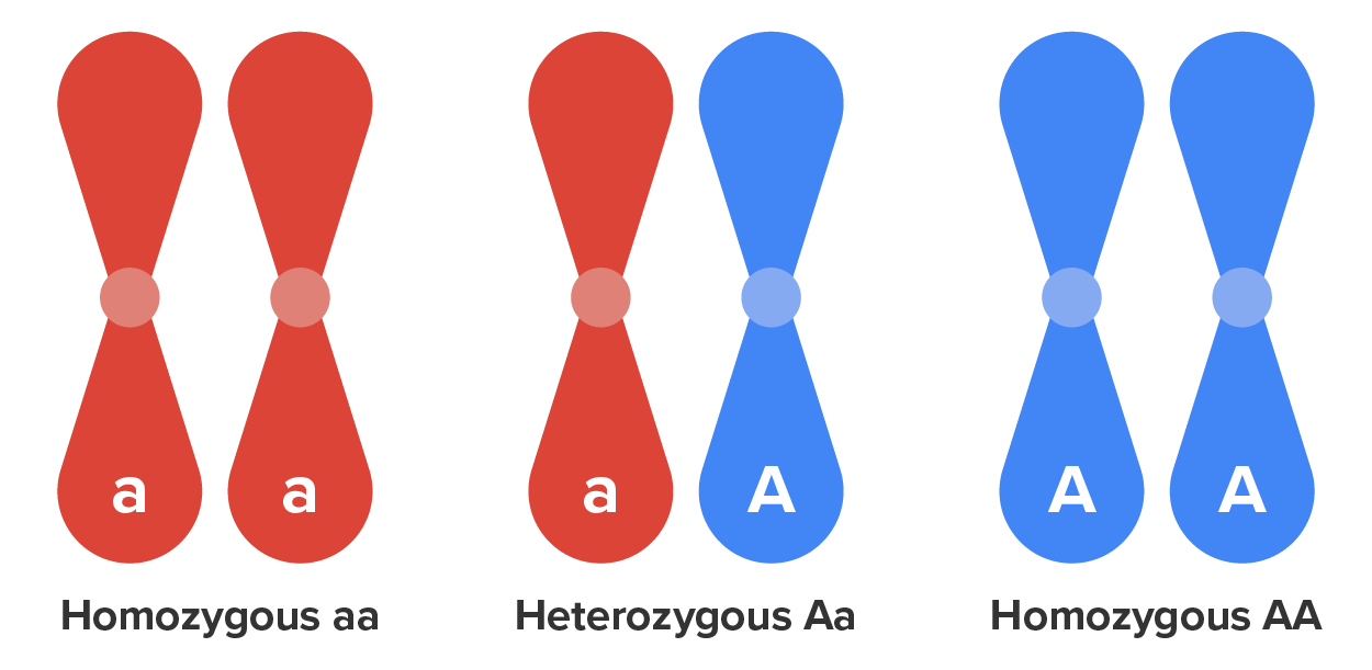 Three sets of chromosomes.  On the left is labeled “a” and “a” and called Homozygous aa.  The middle set is labeled “a” and “A” and called Heterozygous Aa.  The right set is labeled “A” and “A” and called Homozygous AA.