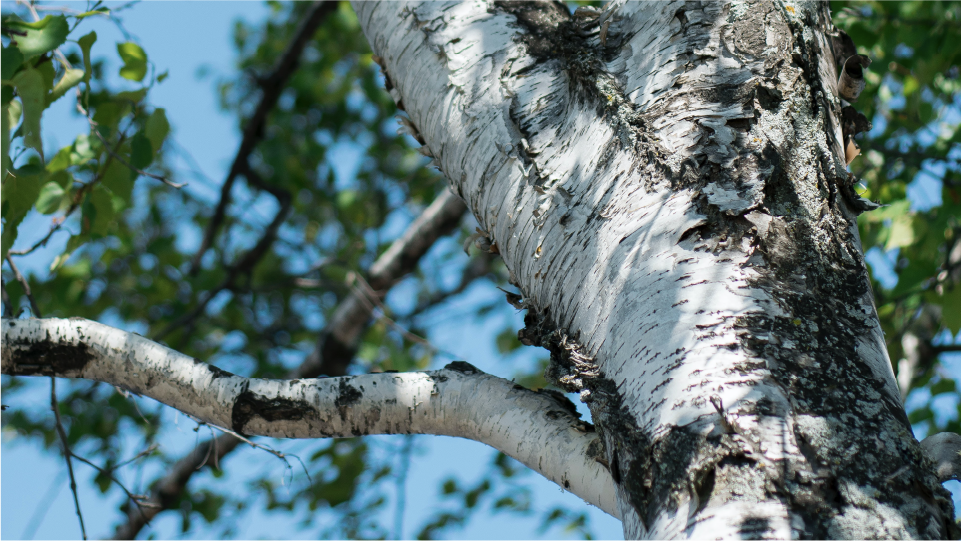 A birch tree