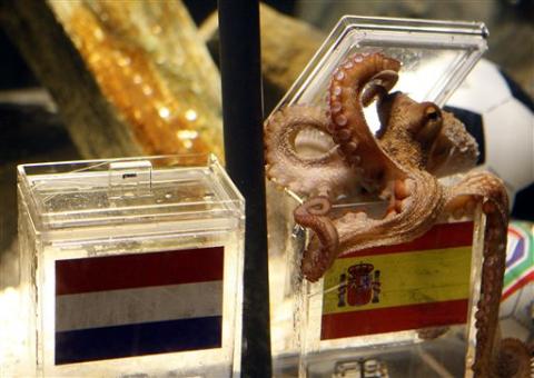 Paul the Octopus correctly picks Spain over Holland in the 2010 World Cup Final.