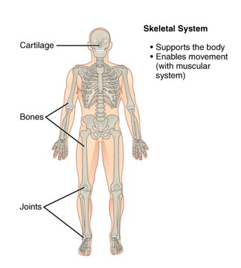 Skeletal System