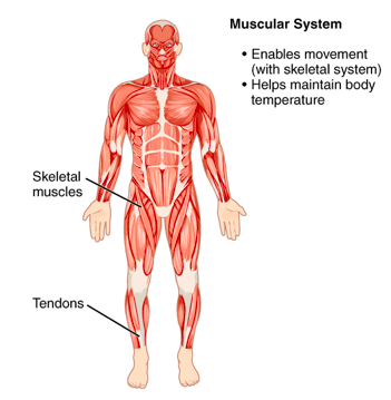 Muscular System