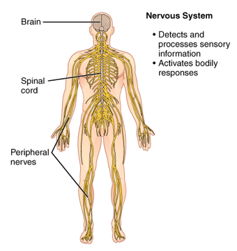 Nervous System
