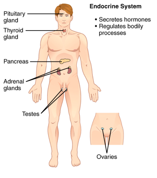 Endocrine System