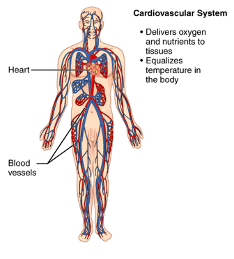 Cardiovascular System