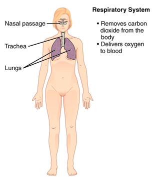 Respiratory System