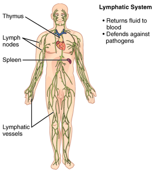 Lymphatic System