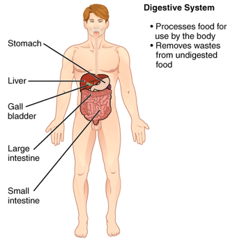 Digestive System