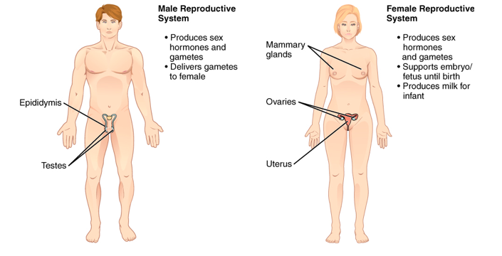 Reproductive System