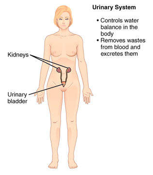 Urinary System