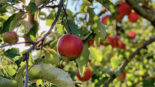 Apple tree