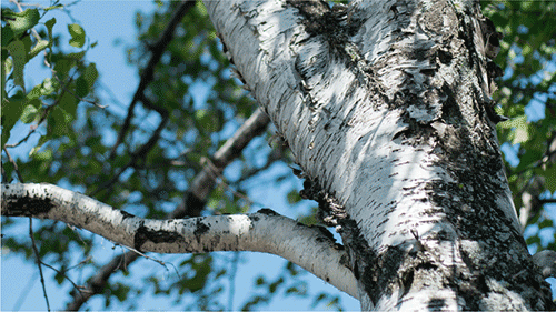 Birch tree